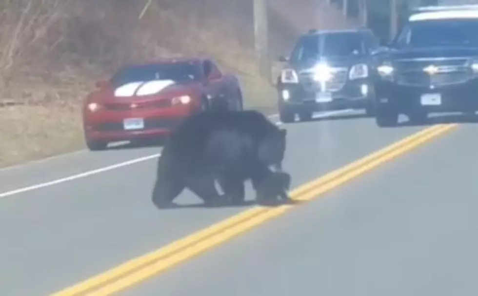 Human Parents Feel for Mama Bear Trying to Corral Her Cubs