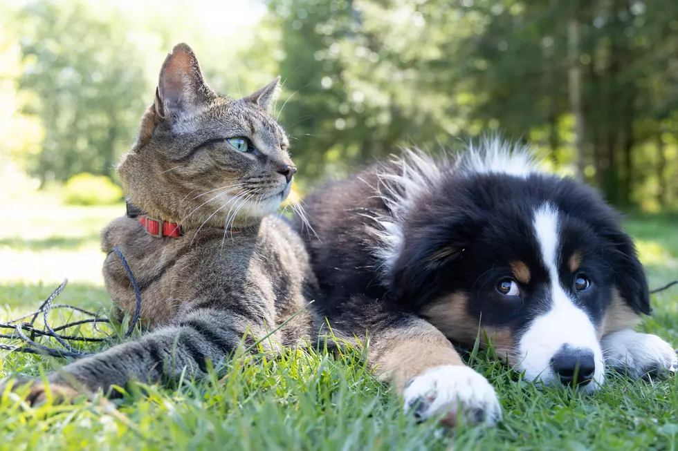 Naming a Pet After Food Doesn’t Make Them Dinner, It Makes You Trendy