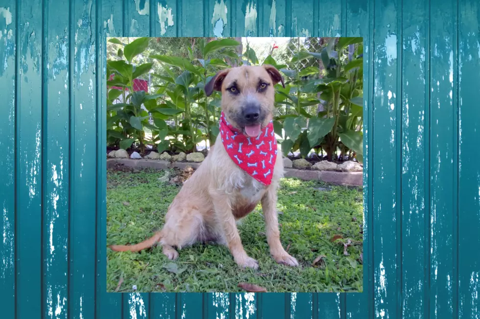 Sweetie, Wire Haired Terrier, Max, Is Looking For You