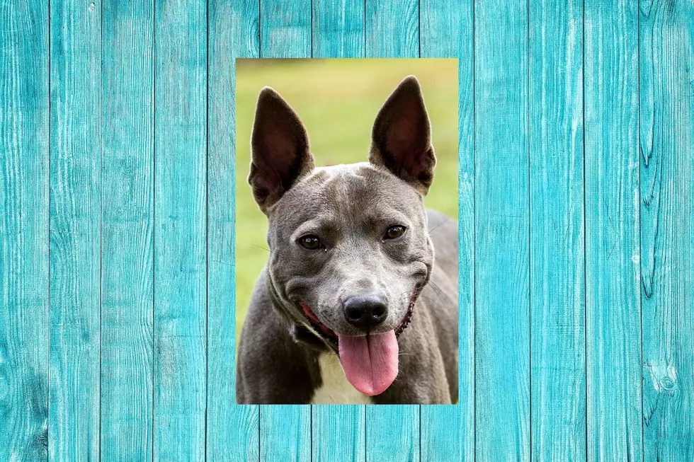 Active Canine Seeking Active Family In East Texas