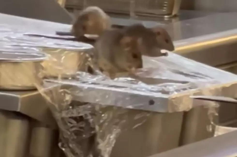 Disgusting! See Rats Feasting At Panda Express After Closing Time