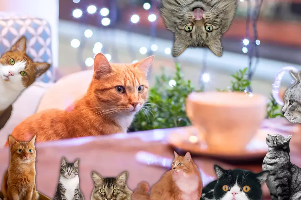 28 Cat Cafes With Punny Names That are Just Purr-fect